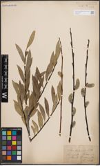 Foto von Salix daphnoides Vill.